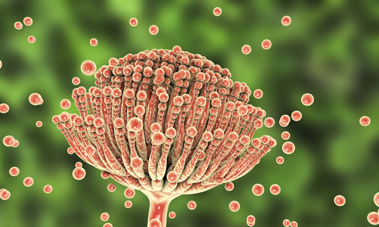 mycotoxins