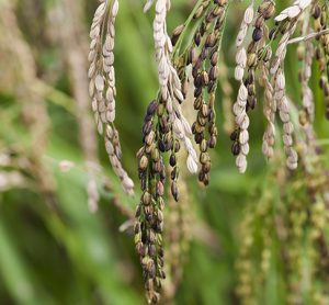 Bad quality rice seeds due to bad weather, insect or disease