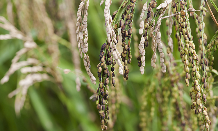 Bad quality rice seeds due to bad weather, insect or disease