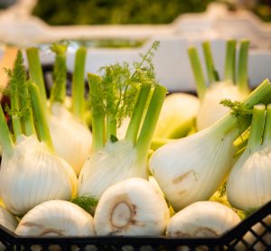 New pathogen threatens fennel yield in Italy