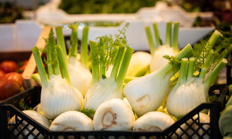 New pathogen threatens fennel yield in Italy