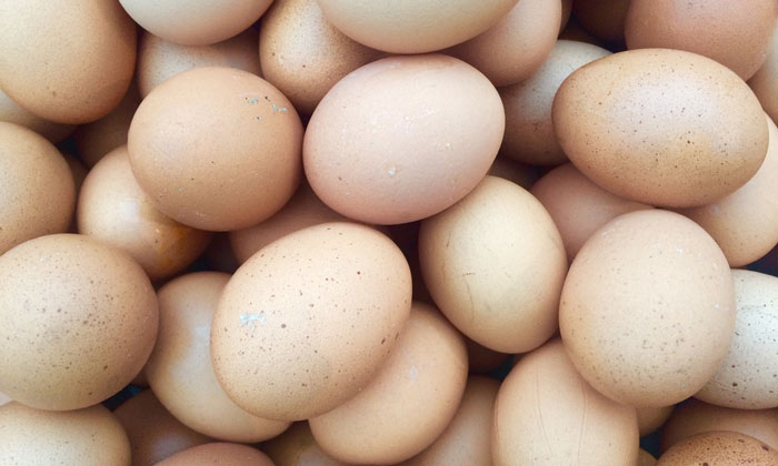 fipronil-eggs