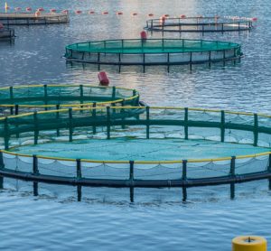 fish-farming-sustainability