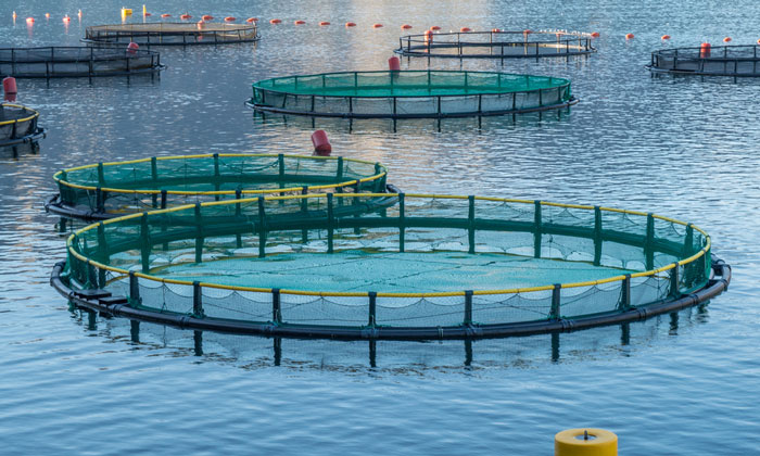 fish-farming-sustainability