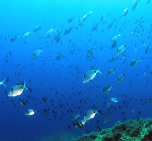 fish-mediterranean-sustainability