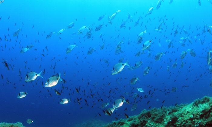 fish-mediterranean-sustainability