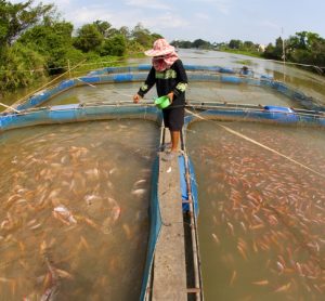 FAO and CAFS to strengthen the sustainability of aquaculture and fisheries