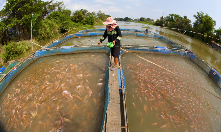 FAO and CAFS to strengthen the sustainability of aquaculture and fisheries