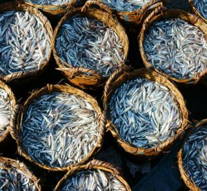 Sustainable fishery management critical to ensure food security, says FAO