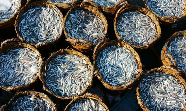Sustainable fishery management critical to ensure food security, says FAO