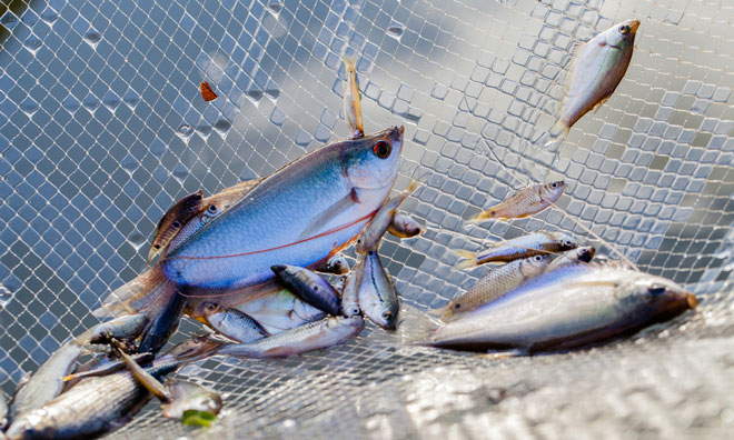 fishing-academy-finland-size-variation