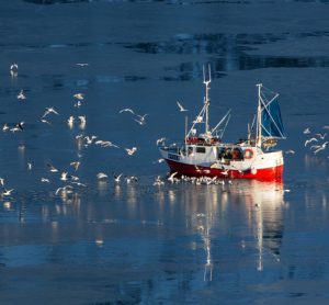 Campaigners call to stop illegal fish discards in Scotland