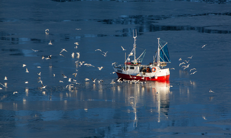 Campaigners call to stop illegal fish discards in Scotland