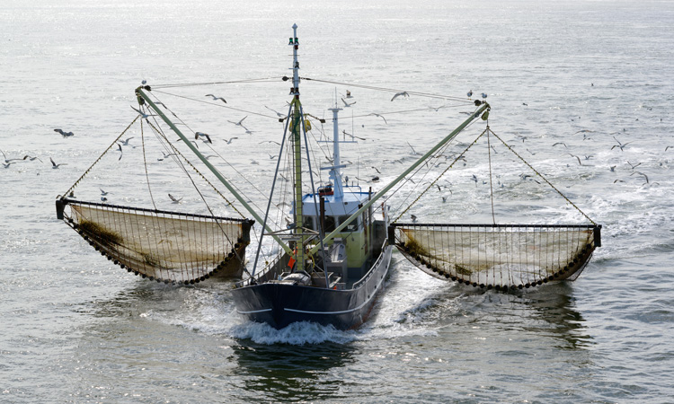 Fisheries Bill enters the House of Commons for scrutiny