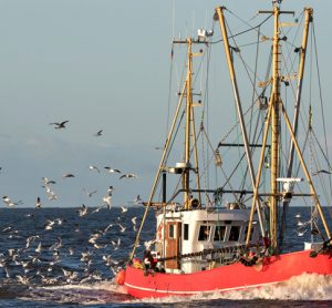 Online hub hopes to ease the traceability of seafood