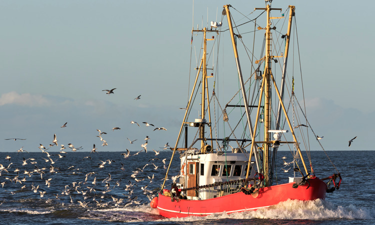 Online hub hopes to ease the traceability of seafood