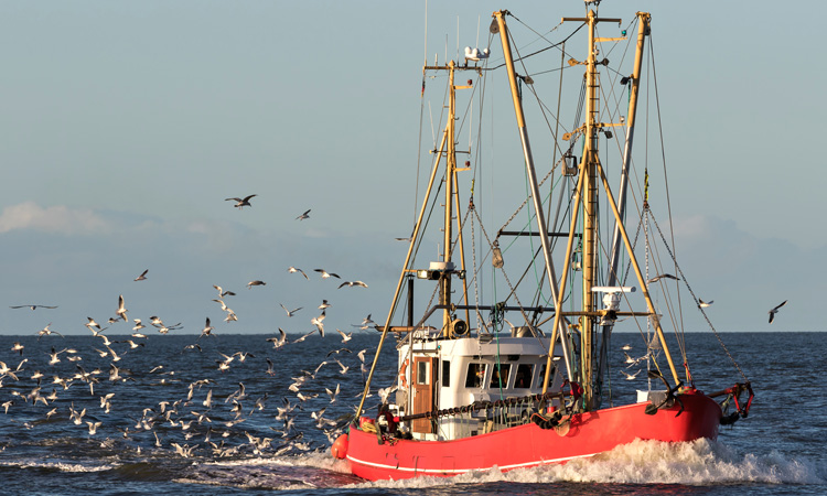 Online hub hopes to ease the traceability of seafood