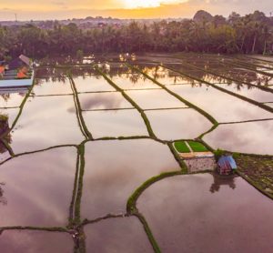 Researchers study how crops compare to rice in flooding