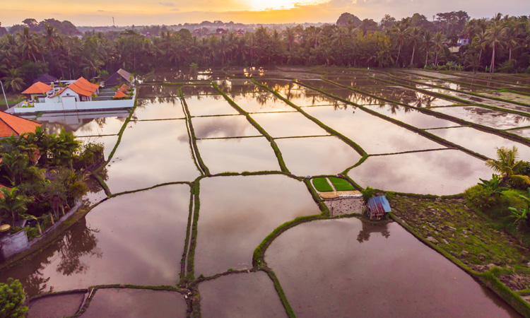 Researchers study how crops compare to rice in flooding