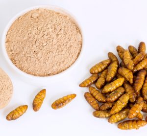 insect protein