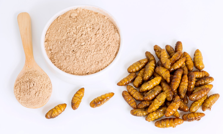 insect protein