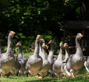 Geese are often force fed to produce foie gras