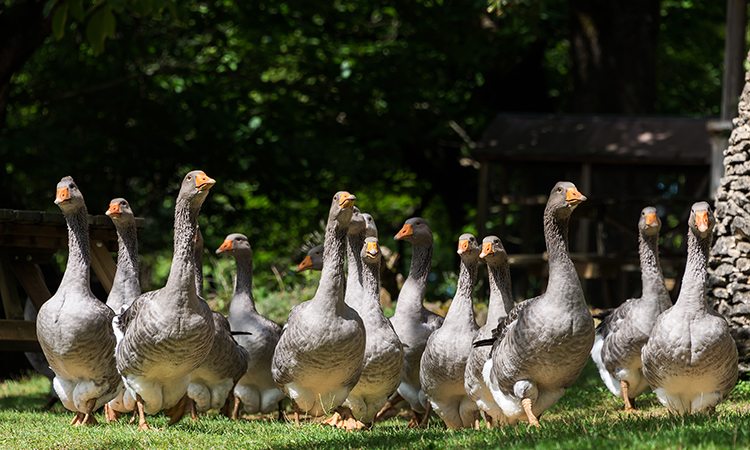 Geese are often force fed to produce foie gras