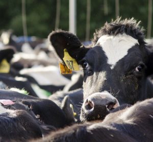 fonterra-farm-agrigate