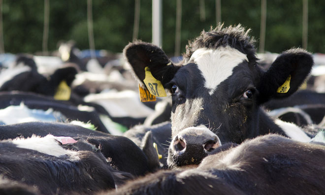 fonterra-farm-agrigate