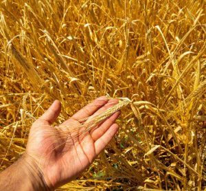 Experts warn UK food system vulnerable to major crisis