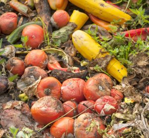 WRAP receives scale-up funding to accelerate action on global food waste