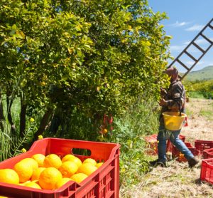 Agricultural workers to see unsafely hot workdays double by 2050, warns study