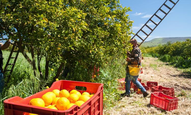 Agricultural workers to see unsafely hot workdays double by 2050, warns study