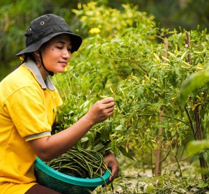 Golden Agri-Resources is trying to improve the food security in Indonesia.
