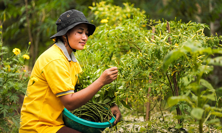 Golden Agri-Resources is trying to improve the food security in Indonesia.