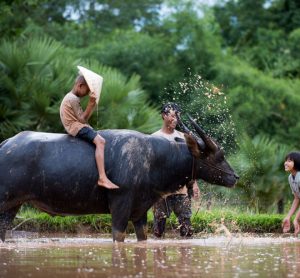 gene editing for productivity of water buffalo