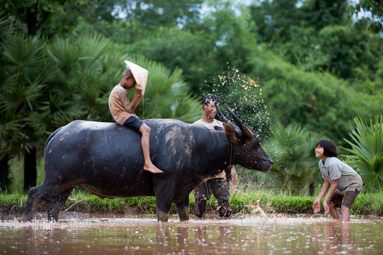 gene editing for productivity of water buffalo