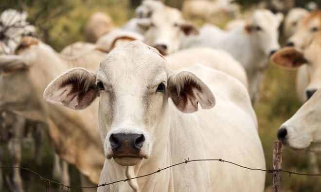 ghana-cattle-dairy-cow-milk