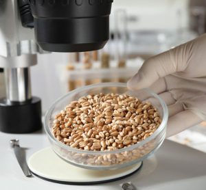 Sampling for mycotoxins in grain