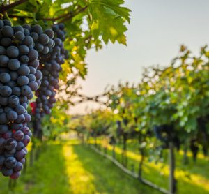 Vineyard to research effects of climate change on wine growing