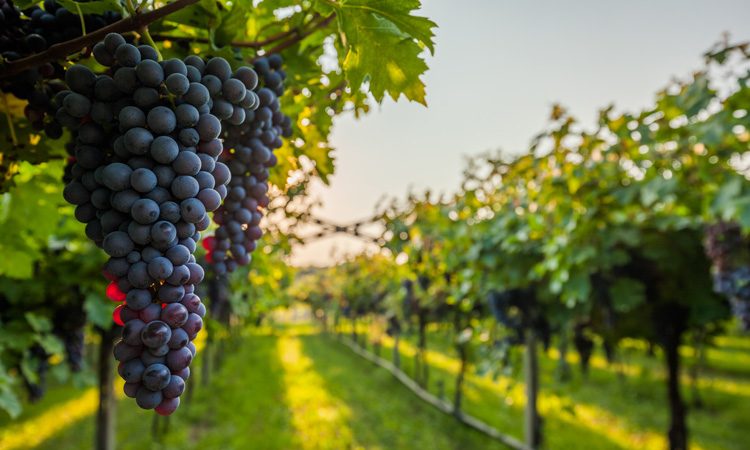 Vineyard to research effects of climate change on wine growing