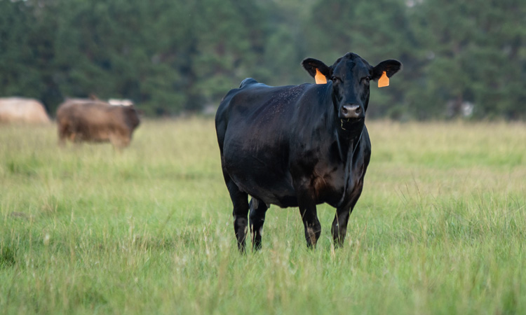 Farmers can be "architects" of sustainable land management, says report