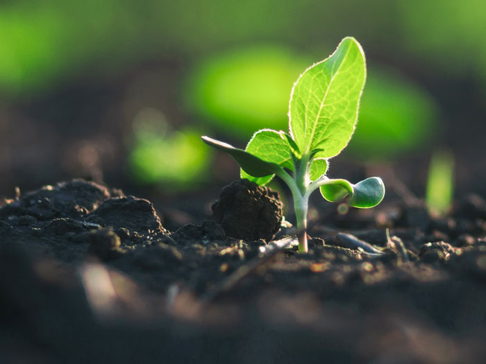 seedling growing in healthy soil