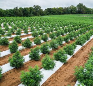 USDA announces details of risk management for hemp producers