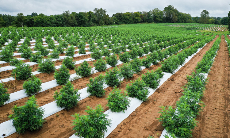 USDA announces details of risk management for hemp producers