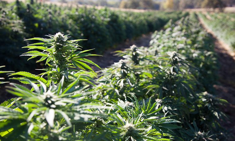 USDA establishes Domestic Hemp Production Program