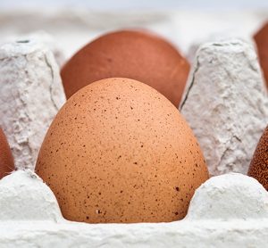 eggs can be grown at home say researchers