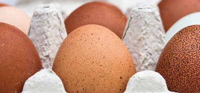 eggs can be grown at home say researchers