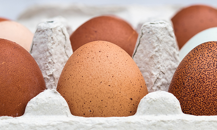 oeufs peuvent être cultivés à la maison disent chercheurs