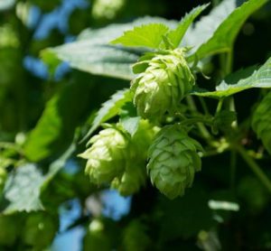 the hop genome is difficult to sequence